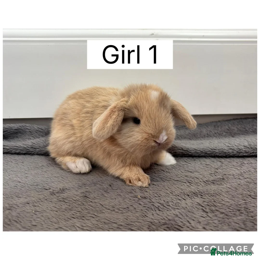 Mini Lop rabbits for sale: 3 beautiful baby mini lops ready to reserve  - Advert 1