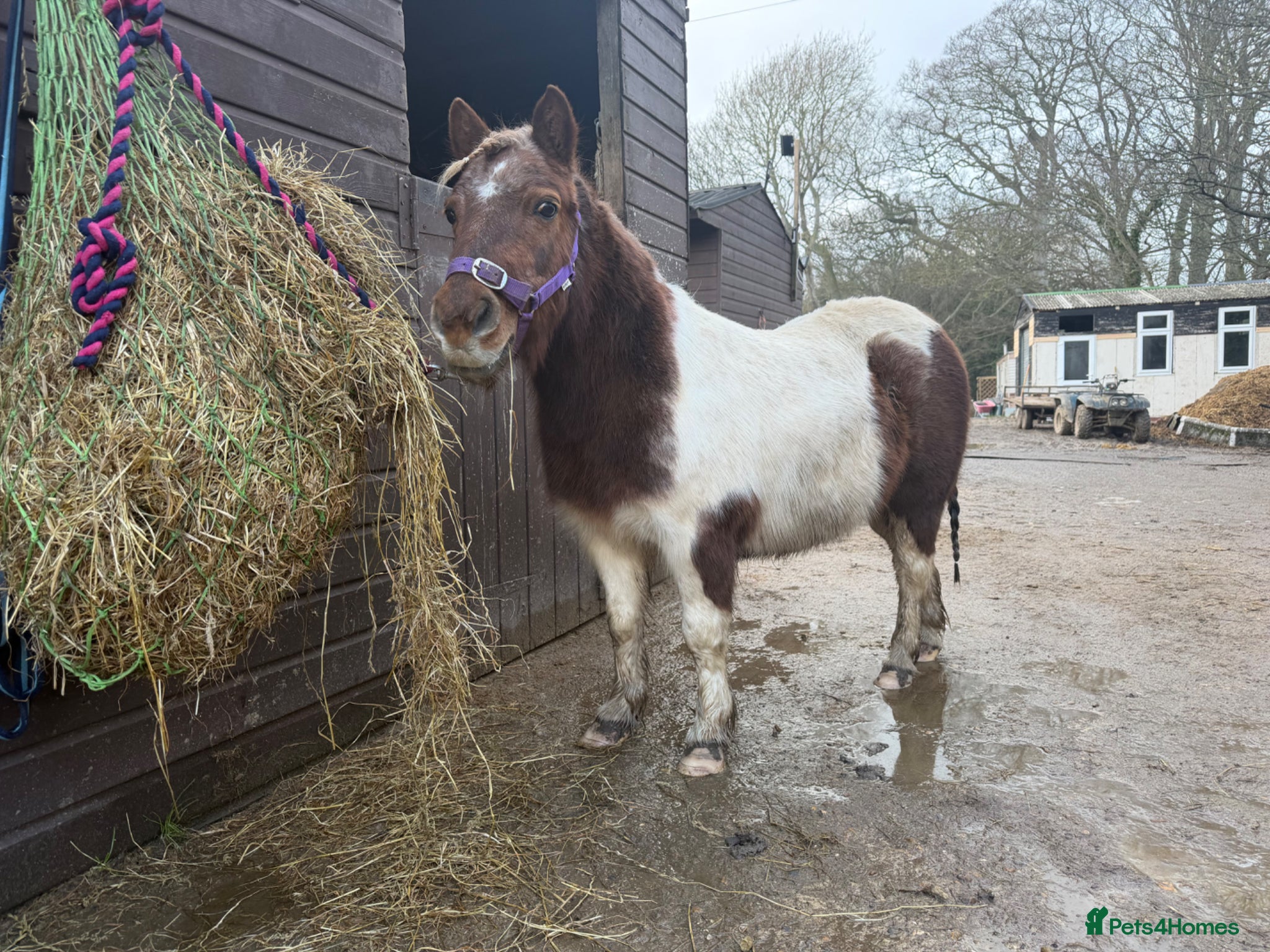 Shetland pony horses Striking Shetland Mare for sale  - Advert 1