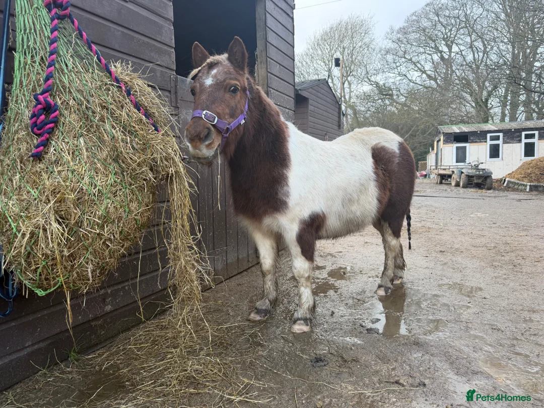 Shetland pony horses for sale: Striking Shetland Mare for sale  in Deal - Advert 1