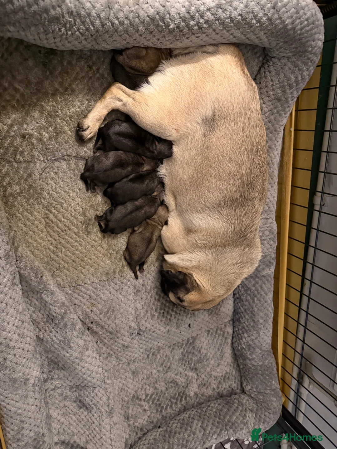 Pug dogs for sale: Pug puppies  - Advert 2