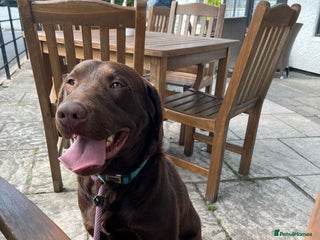 Labrador Retriever dogs in Worcester - Advert 7