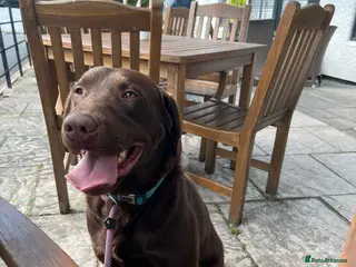 Labrador Retriever dogs KC REGISTERED LABRADOR STUD in Worcester - Advert 21