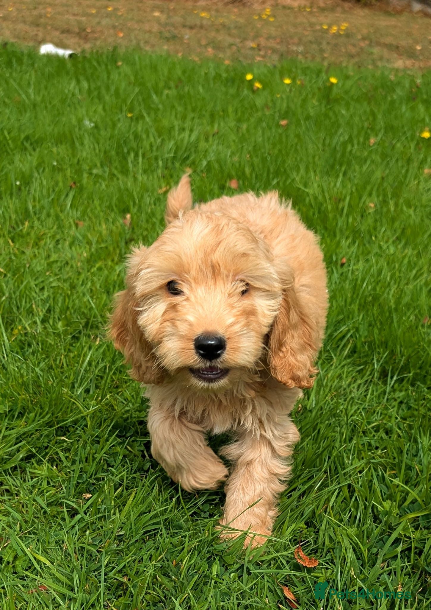 Cockapoo dogs Quality DNA Clear Cockapoo Puppies  - Advert 2