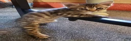 Mixed Breed cats for sale: Kitten for sale  - Advert 7