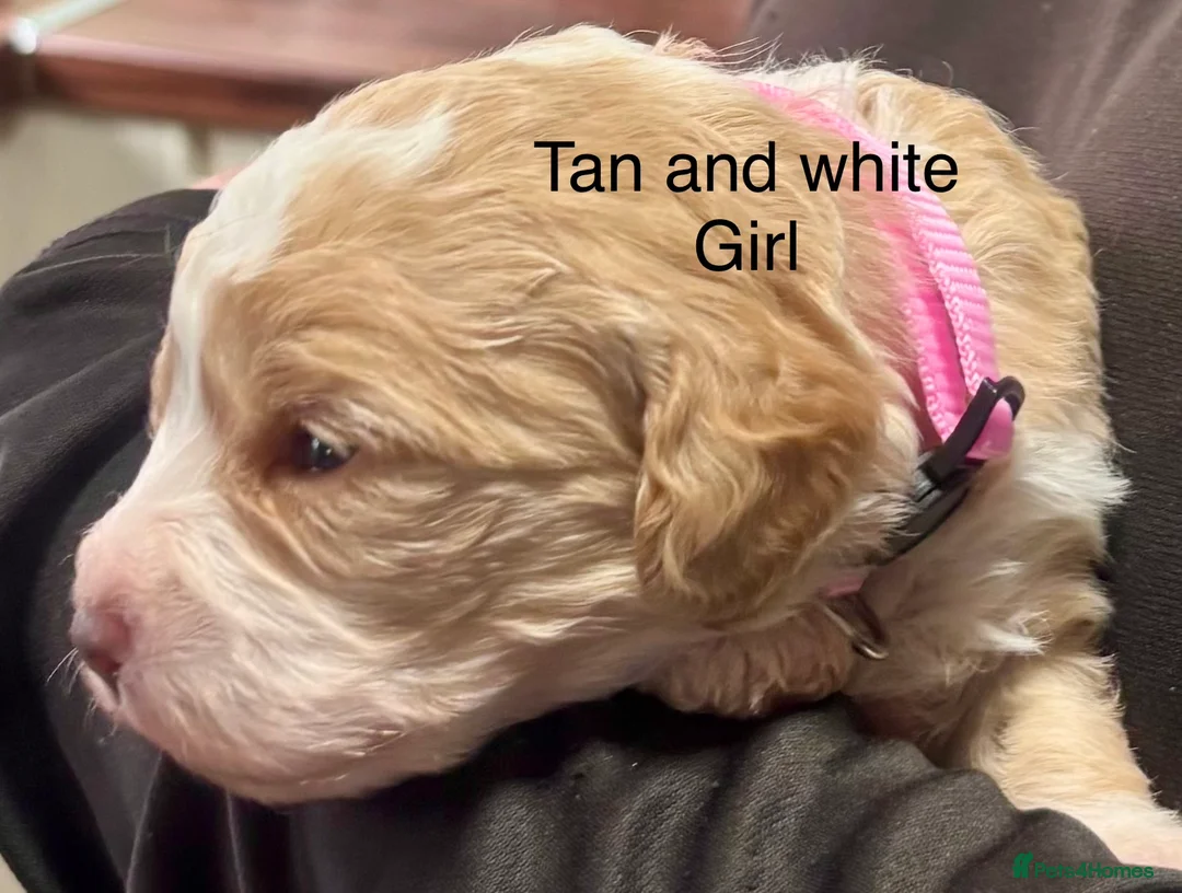 Cockapoo dogs for sale: Cockerpoo puppies  - Advert 15