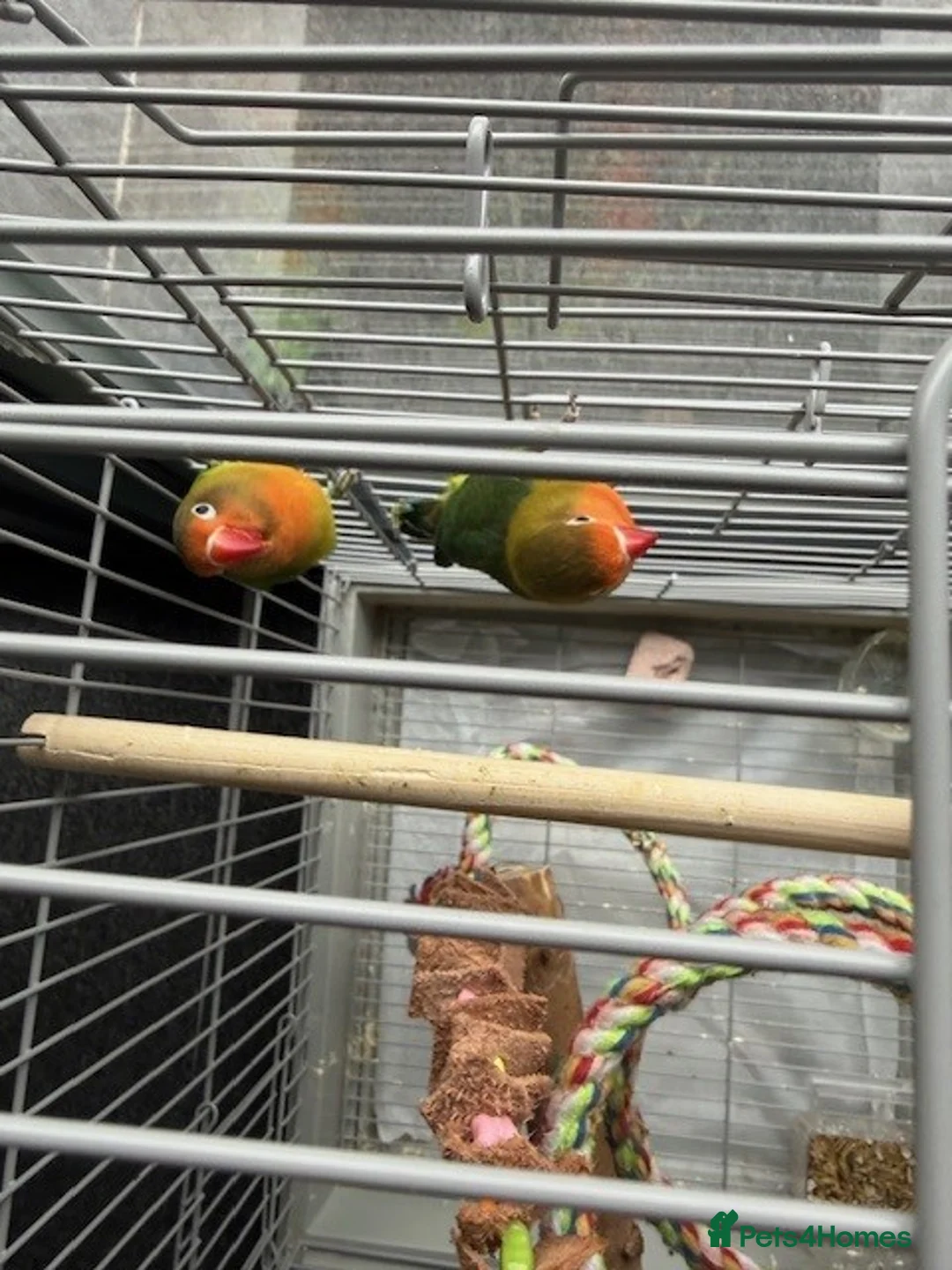 Lovebirds birds for sale: Love Birds  - Advert 4