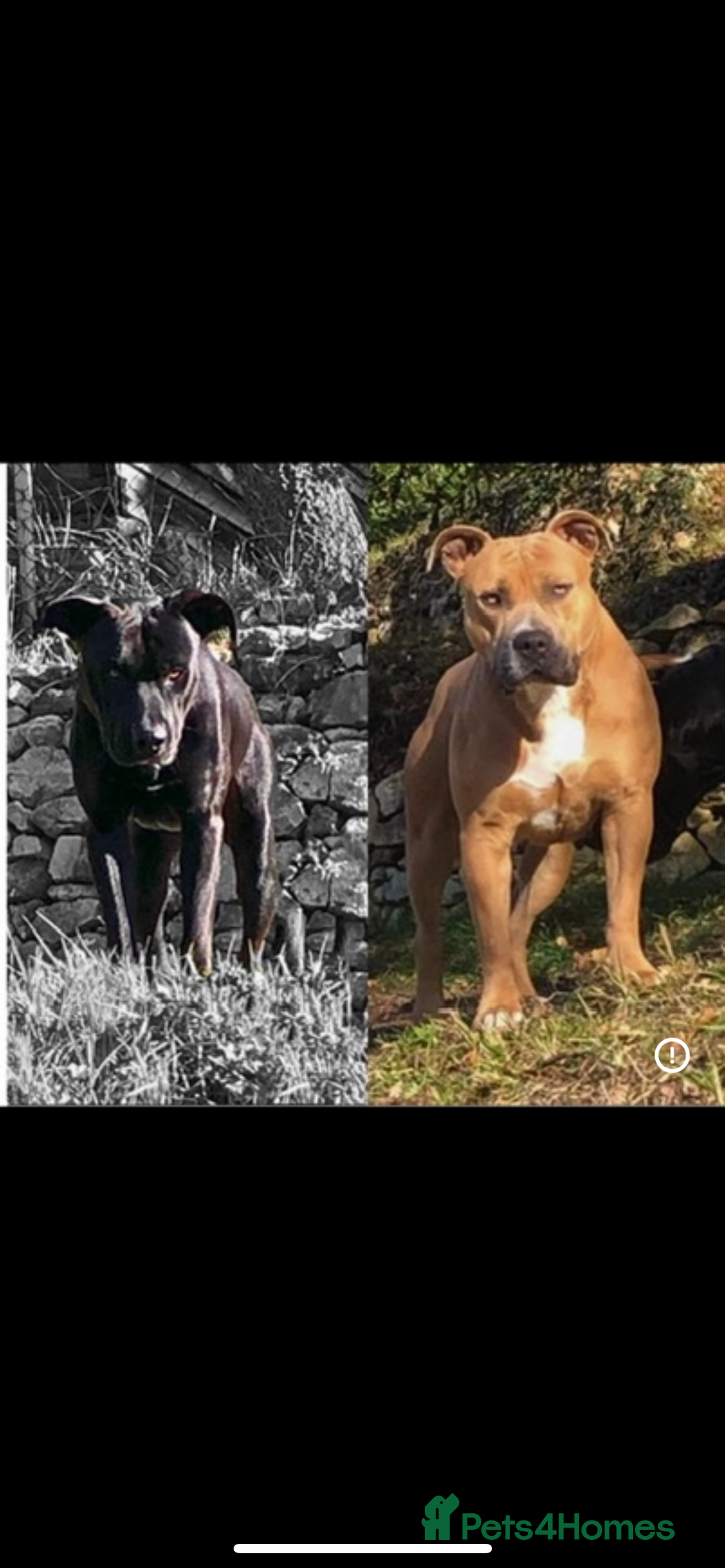 Mixed Breed dogs for sale: Male Bull Herder puppy - Advert 4