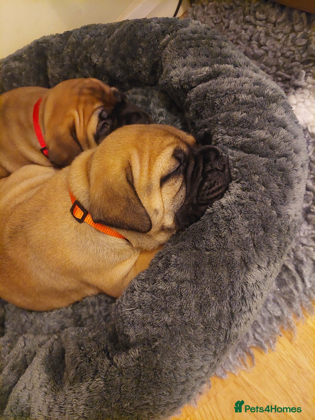 Bullmastiff dogs for sale: K.c registered Bullmastiff puppies  - Image 4