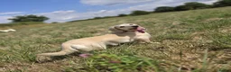 Miniature Dachshund dogs for sale: KC Reg Long haired cream miniature dachshund - Advert 12