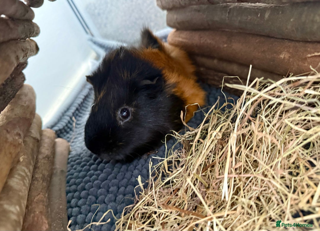 Guinea Pig rodents for sale: 2 male guinea pigs  - Image 2