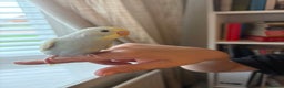 Budgerigars birds for sale: Baby Budgie, Beautiful Colour, Australian Budgie - Advert 3