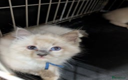 Ragdoll cats for sale: Ragdoll kittens - Image 3