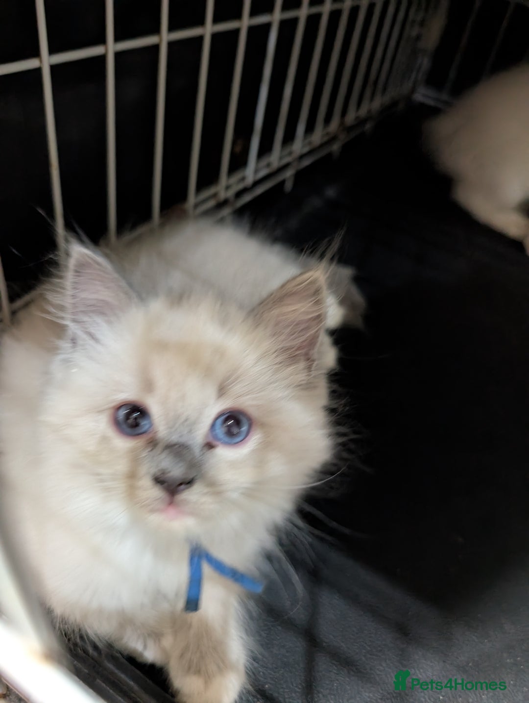 Ragdoll cats for sale: Ragdoll kittens - Image 3