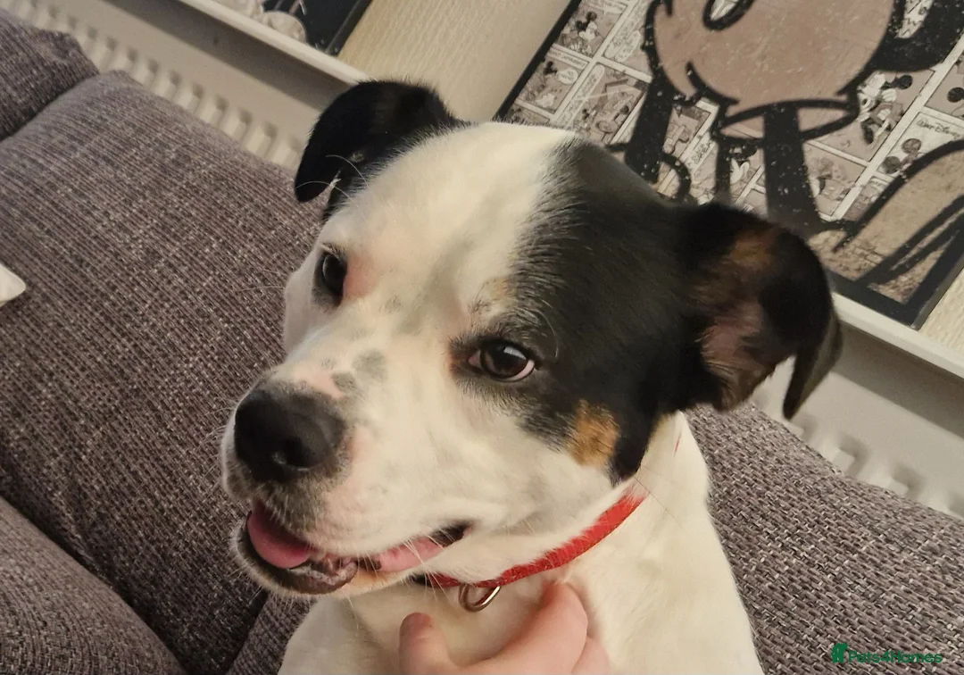 Mixed Breed dogs for sale: Male Border Collie Cross - Advert 12