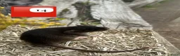 Rat rodents for sale: Beautiful full size and dwarf rats  - Advert 20