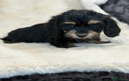 Mixed Breed dogs for sale: Gorgeous Daxi cross puppies  - Advert 17