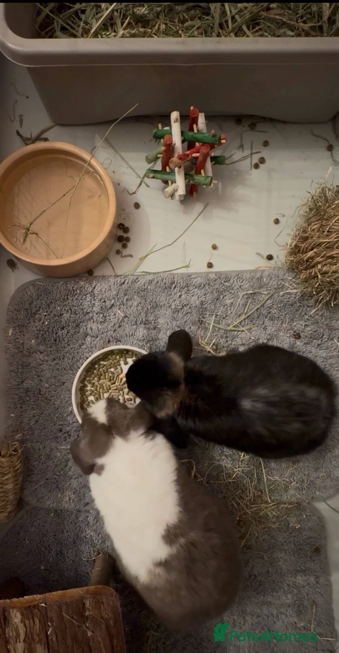 Mini Lop rabbits for sale: Male and female Bonded Pair of Rabbits - Advert 3