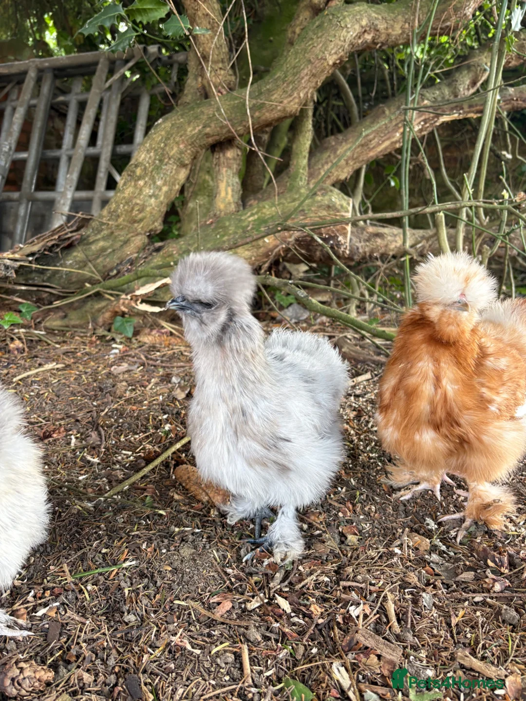Chickens poultry for sale: Silkie Cockerels in Market Harborough - Advert 1