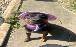 Mixed Breed dogs for sale: Callie- Staffy Mix  - Image 6