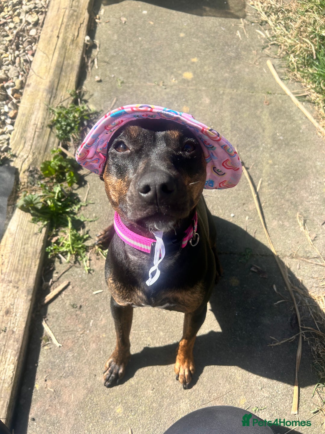 Mixed Breed dogs for sale: Callie- Staffy Mix  - Image 6