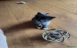 Mixed Breed cats for sale: British shorthair/ Ragdoll cross - Image 2
