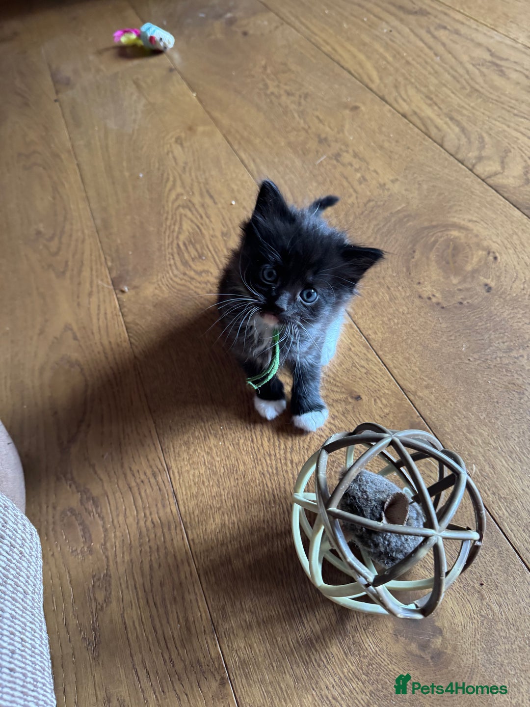 Mixed Breed cats for sale: British shorthair/ Ragdoll cross - Image 2