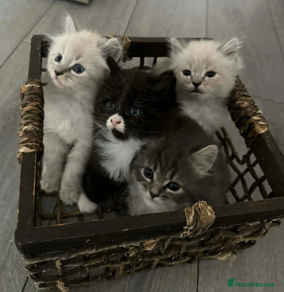 Siberian cats for sale: KITTENS SIBERIAN Neva Masquerade White  - Advert 1