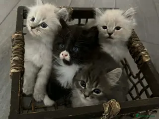 Siberian cats KITTENS SIBERIAN Neva Masquerade White - Advert 15