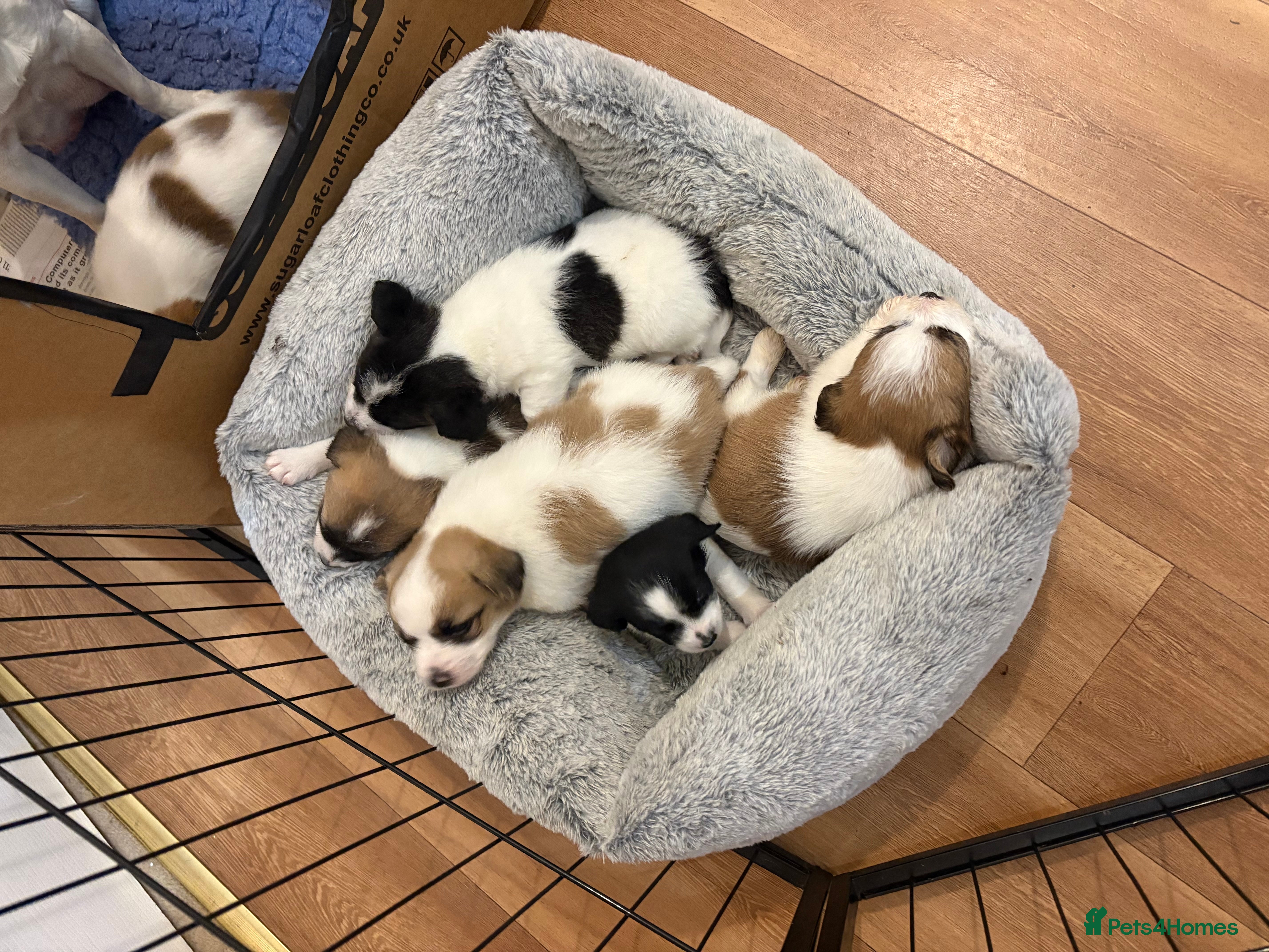 Mixed Breed dogs Adorable Jack Russell x Zoochon Puppies - Advert 4