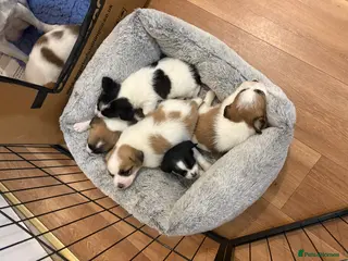 Mixed Breed dogs Adorable Jack Russell x Zoochon Puppies - Advert 4