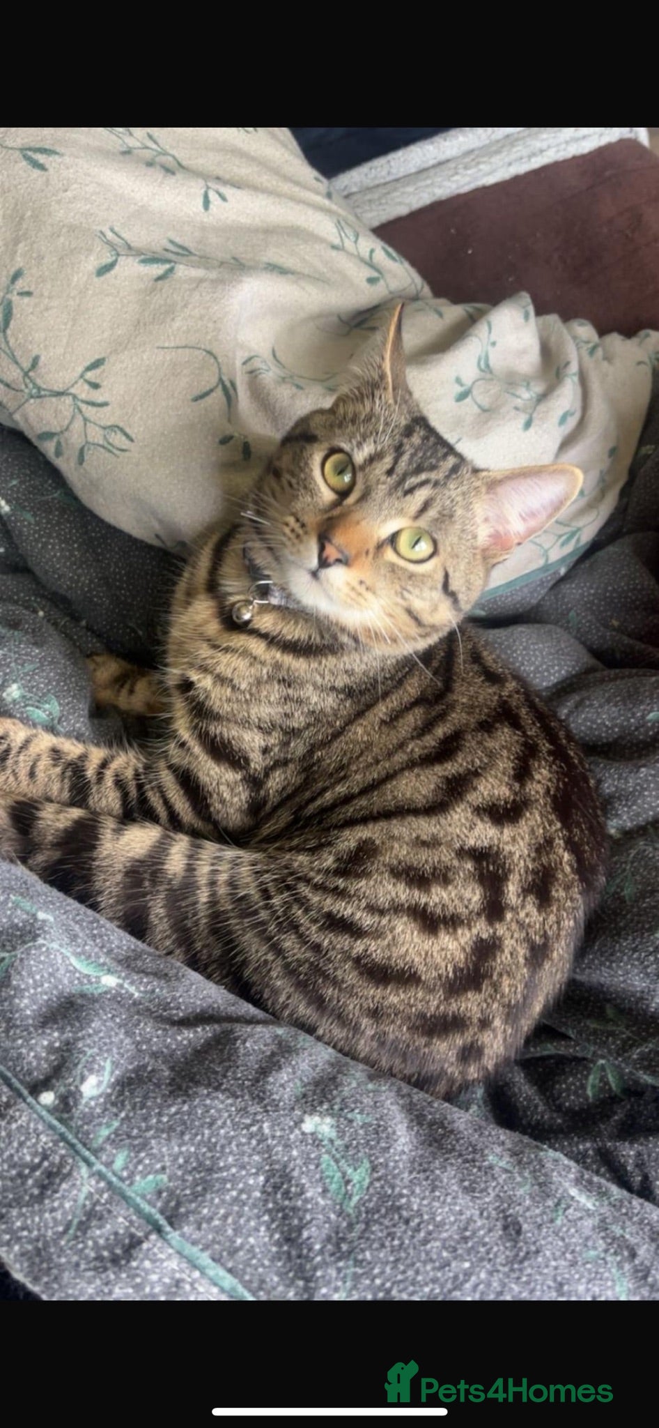 Domestic Shorthair cats Meet Murphy 🐾  - Advert 12