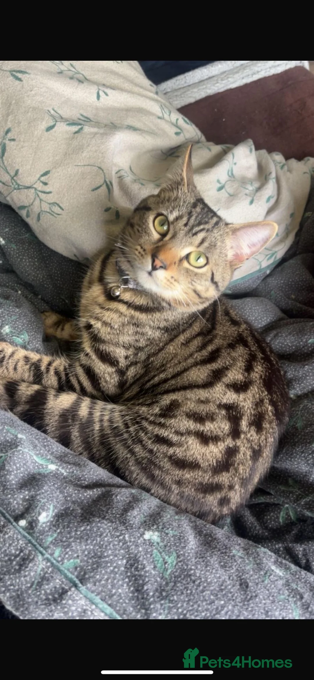 Domestic Shorthair cats for adoption: Meet Murphy 🐾  - Advert 1