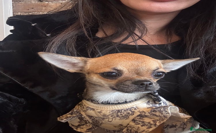Chihuahua dogs - Advert 1