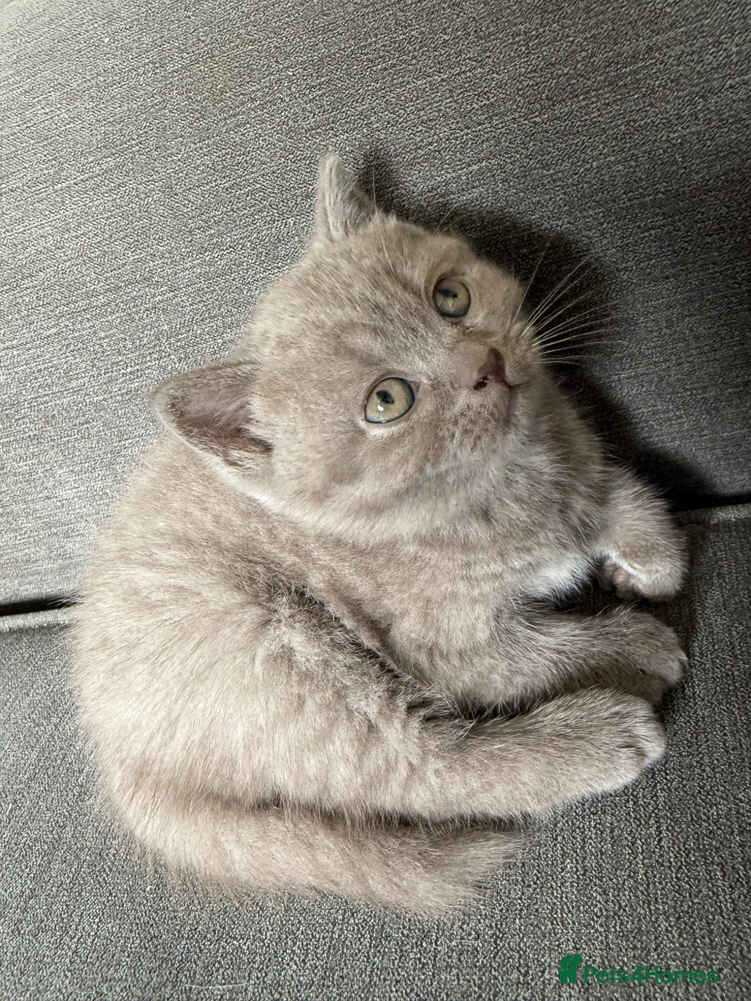 British Shorthair cats British shothair cute kittens  - Advert 6