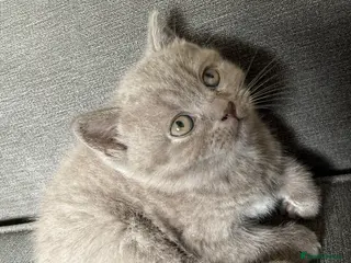 British Shorthair cats British shothair cute kittens - Advert 6