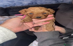 Cavapoo dogs for sale: Adorable cavapoo puppies for sale  - Advert 1