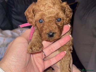 Cavapoo dogs Adorable cavapoo puppies for sale - Advert 1