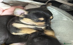 Chihuahua dogs for sale: Chihuahua Boys  - Image 27