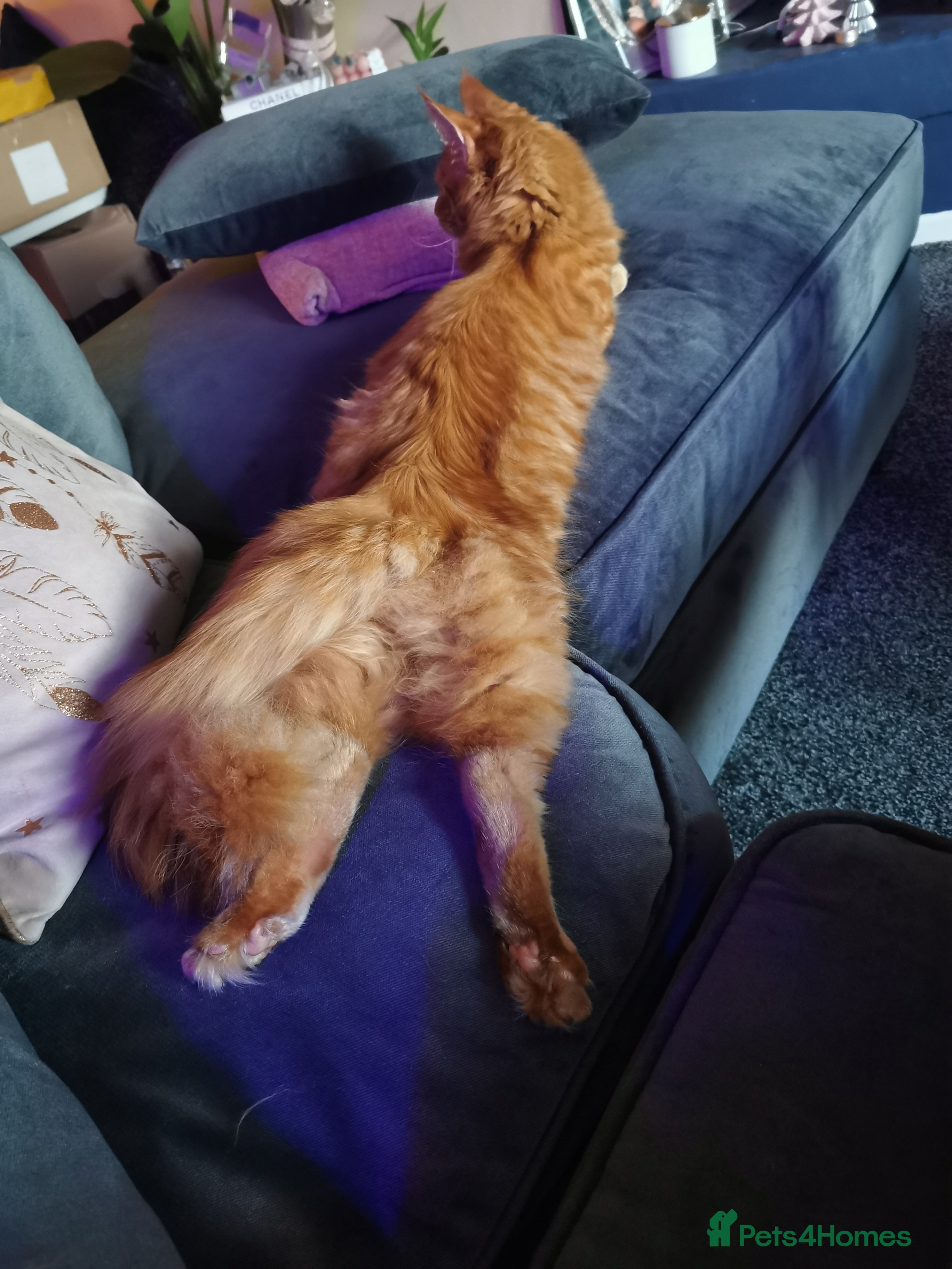 Maine Coon cats Rare Red maincoon two year old female - Advert 2