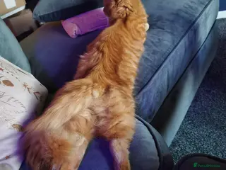 Maine Coon cats Rare Red maincoon two year old female - Advert 2