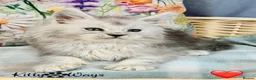 Maine Coon cats for sale: 🐾💠 *TICA REG* SILVER MAINE COON KITTENS 💠🐾 - Advert 26