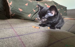 British Shorthair cats for sale:  black boy british short haired cross ragdoll - Image 2