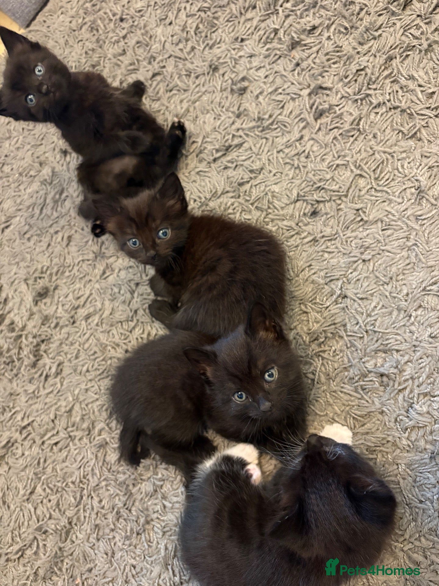 Mixed Breed cats Gorgeous Kittens Looking for Their Forever Homes  - Advert 3