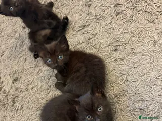 Mixed Breed cats Gorgeous Kittens Looking for Their Forever Homes - Advert 3