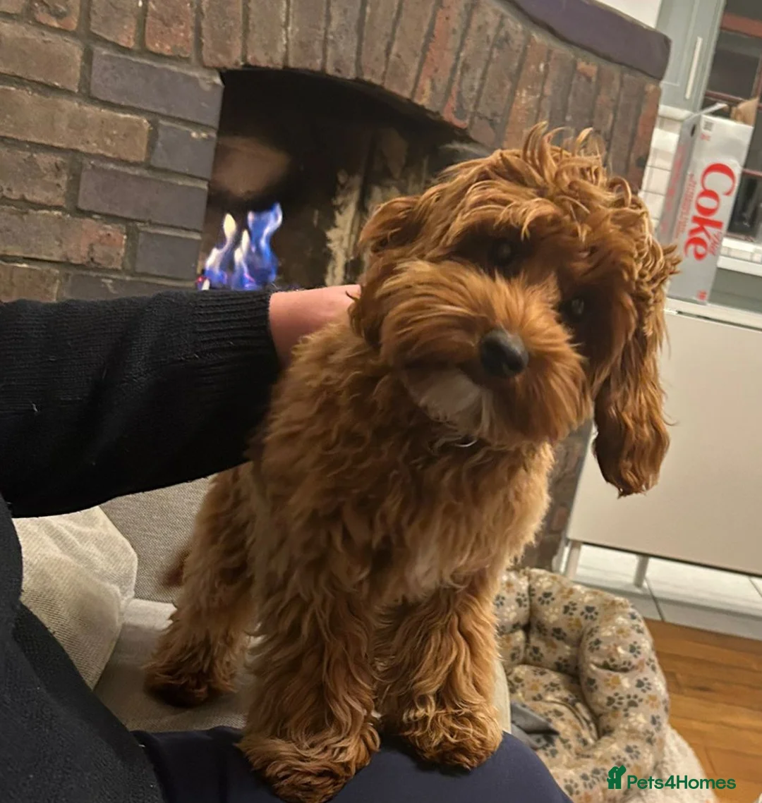 Cockapoo dogs for stud: F1 cocapoo well Proven extensively health tested in Bromley - Advert 38