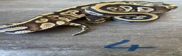 Python Snake reptiles for sale: Hatchling royal pythons. - Advert 8