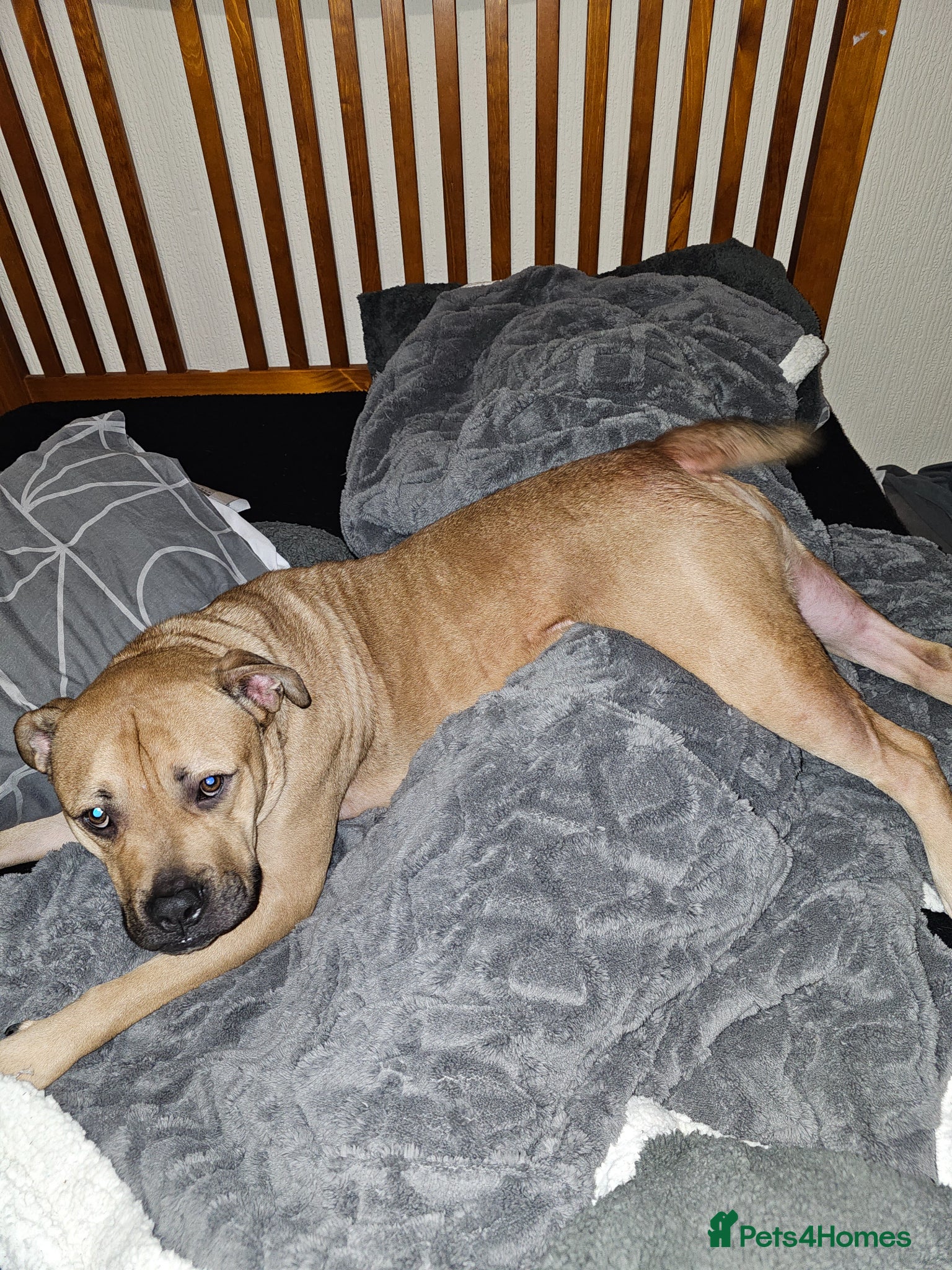 American Bully dogs Marley looking for his forever home - Advert 3