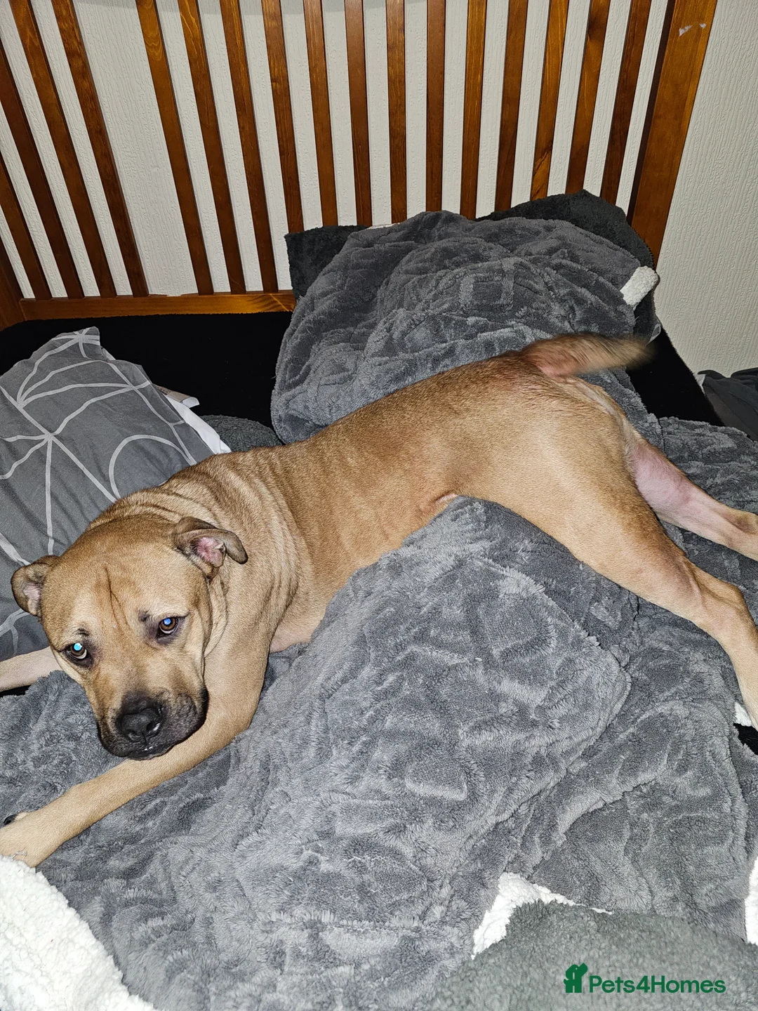 American Bully dogs for sale: Marley looking for his forever home - Advert 1