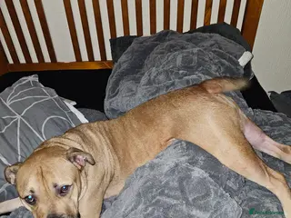 American Bully dogs Marley looking for his forever home - Advert 3