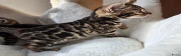Bengal cats for sale: Beautiful Bengal Kittens ✨️ - Advert 8